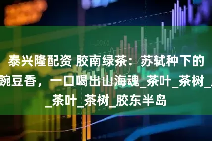 泰兴隆配资 胶南绿茶：苏轼种下的北纬35°豌豆香，一口喝出山海魂_茶叶_茶树_胶东半岛