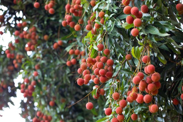 多赢策略 从一颗荔枝看茂名“十四五”成果